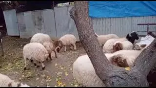 Bahçe gübreleme / kuzuların bakımı / doğal havuz / Ekim hazırlıkları...