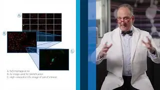 Visualizing Mitosis with High-Resolution Fluorescence Microscopy