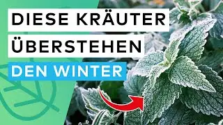 Hardy herbs: These varieties withstand frost (+ care tips)