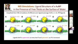 Free Thiols Regulatation of Interactions and Self-Assembly of Thiol-Passivated Metal Nanoparticles