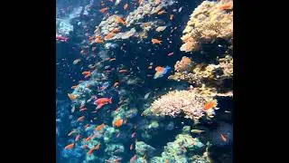 Coral reef fish in the Red Sea