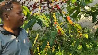 Panen Melimpah kebun Pak anto di ds gemuh kecamatan Pecalungan kabupaten Batang Jawa Tengah