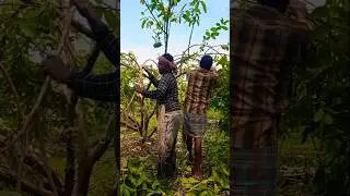 More Flowers, More Fruits! Guava Branch Bending Explained! 🌳🍈#shorts