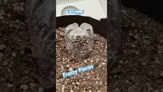 Fast Buds BlackBerry Germination: How Long Will It Take?🌱#growwithme #fastbuds #seedtoharvest #420