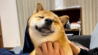 パパのマッサージに至福の表情を浮かべる柴犬