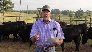 Economic Benefits of Defining a Breeding Season - 2020 Virtual Beef & Forage Field Day