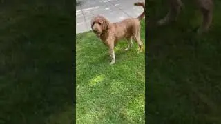 Charlie-MO available for adoption through IDOG Rescue  (7/17/21)!