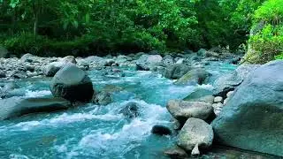 Relaxing River Sounds for Deep Sleep Gentle Forest Water Flow Stress Anxiety Relief