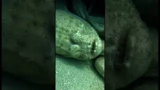 Found a crashed UFO with aliens bodies under the ocean.