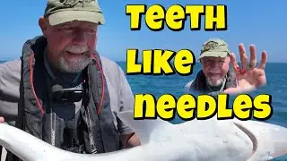 Bitten by a Tope - Wreck fishing in the English Channel: Bass, Thornback Ray, Tope, and Mackeral