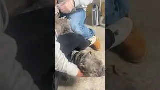 Live BREEDING #exotic #microbully #smalldog #americanbully  #breeder #tiktok #viral #fyp #trending
