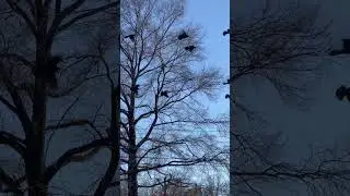 Black Birds Harvesting