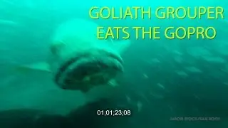 Goliath Grouper Eats GoPro and the Troll Pro housing