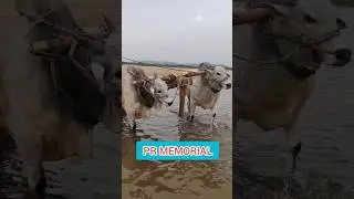 PR Memorial Bulls