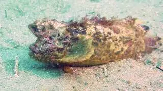 The Fish that Evolution Forgot