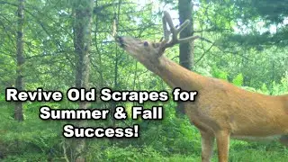 Summer & Fall Deer Scouting & Hunting Strategies w/ the HODAG HempScent Scrape Tassels