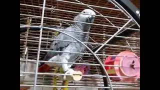 Socrates the african grey 