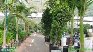 Exotic Plants And Pots Trading