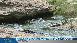 Pump failure kills fish at Gilleland Creek in Pflugerville