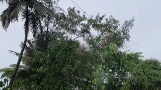 Nivar cyclone Damages - Part 4