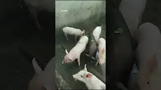 starting a piggery business #backyardfarming #pig #hogger #pigfarming #piggery #biik #inahingbaboy