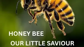 HONEY BEE — OUR LITTLE SAVIOUR — THE DOCUMENTARY#nature #honeybee #documentary 