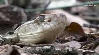 Bothrops sanctaecrucis - La v&iacute;bora de Santa Cruz - SANTA CRUZ Lancehead
