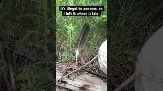 I was blessed to spot an EAGLE feather near the lake. #baldeagle