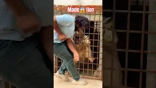 Made lion attack 😱 #wildliferescue 😡 #bigcats #liontiger #wildlifeentertainment #wildcats 😱