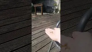 Feeding the Robin #robin #animals #food