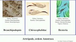 Artr&oacute;pode, ordem Anostraca arthropoda Branchinecta conservatio Branchipodidae Branchipodopsis One