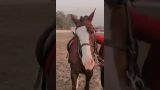 My first horse riding adventure 🐎 #lahore #lahorepoloclub #poloclub #riding #horseriding #trending
