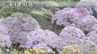 Pure Joy Sedum | Compact, Fall-Blooming Perennial by Proven Winners&reg;