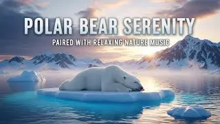 Polar Bear Serenity Paired with Relaxing Nature Music