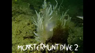 アケボノウミウシの仲間がいっぱいダイビング-Dirona Albolineata♪ほか珍生物の沢山です！