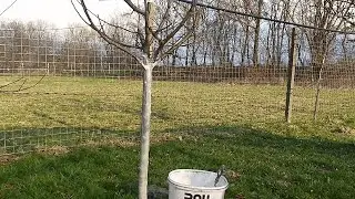 VARUIREA POMILOR FRUCTIFERI - CUM SI DE CE SE VARUIESC POMII FRUCTIFERI