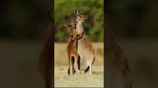 5796 #short #shorts #viral #shortsviral #kangaro #mili Khadanga 2M Lovely collection 💕&hearts;️🦘🦘