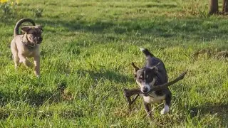 &lsquo;AirBnb for dog parks&rsquo;: How to rent private yards for your dog