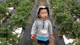 tanaka farms
