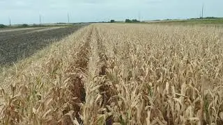 Claas Mega 204 DKC 4717-Corn harvesting 2019