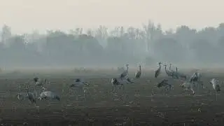 Natuurlijk Speek - De Vlucht van de Kraanvogels (Trailer)