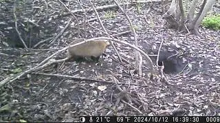 Are Stinky Fruits of Ginkgo on the Menu? | Japanese Badger Sett Diary #224