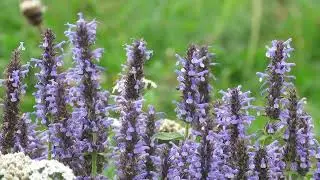 Shallow Focus of Beautiful Blue Flowers