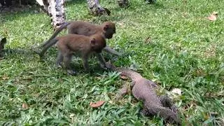 S01E39 Lizard vs monkey (Singapore)