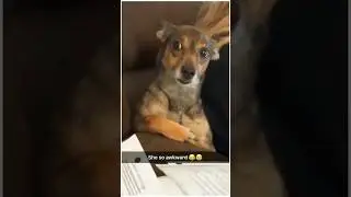 Hilarious Dog Expressions & Overly Dramatic Pups | Viral Dog Compilation