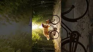 Golden Cat Cycling through Village Path #fluffygoldencat #bicycle #villageroad