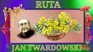 Ruta zatrzymuje procesy starzenia Ruta stops the aging process #shorts #mikronek #2024 💚🍃🌱🌾🍀💚