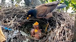 Baby birds myna demand food, mother arrives just in time