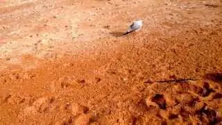 The Bravest Bird
