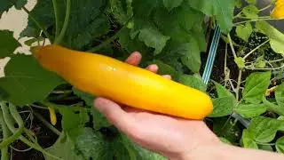 First Zucchini Harvest June 29, 2022